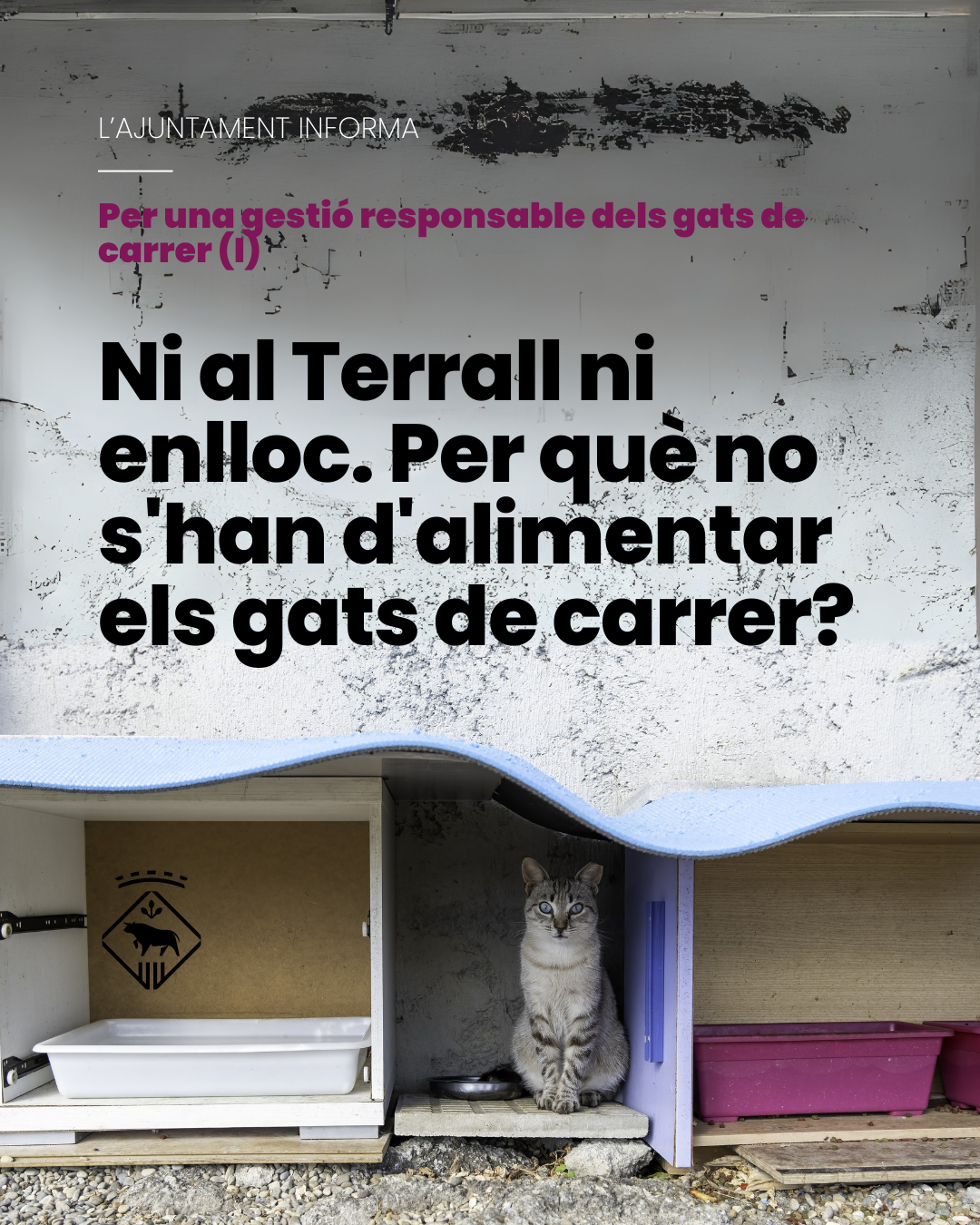 Per una gestió responsable dels gats de carrer